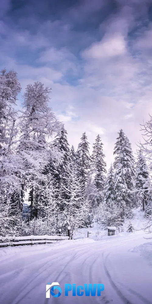 Snowy Trees Winter Road 3K Mobile Wallpaper