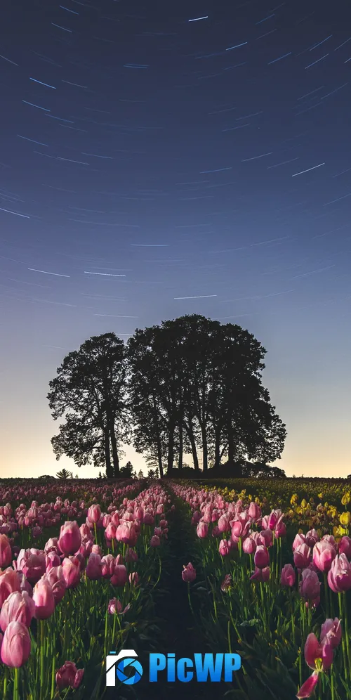Tulip Field Star Trails 3K Mobile Wallpaper