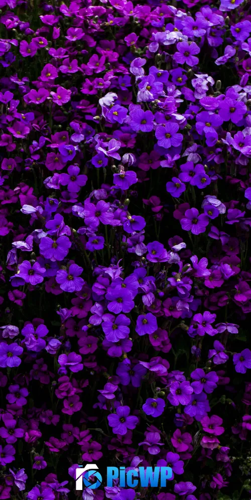Purple Flowers Floral Background 3K Mobile Wallpaper