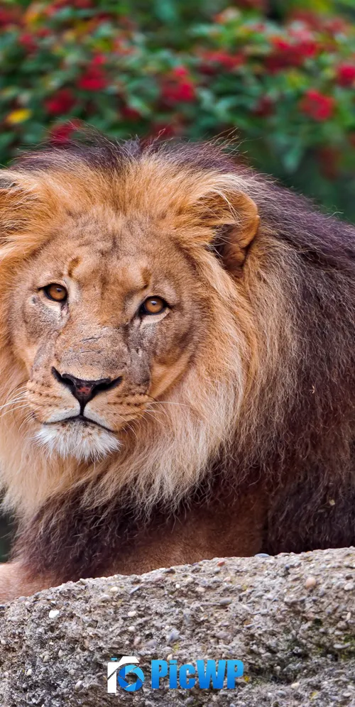 Lion Wild animal 3K Mobile Wallpaper
