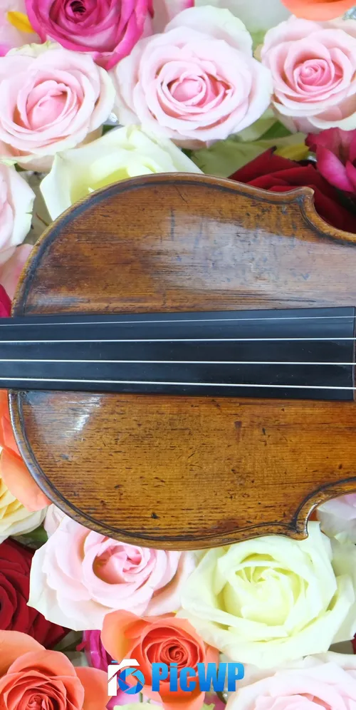 Rose flowers Violin 3K Mobile Wallpaper