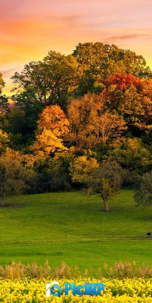 Autumn trees Sunset 3K Mobile Wallpaper