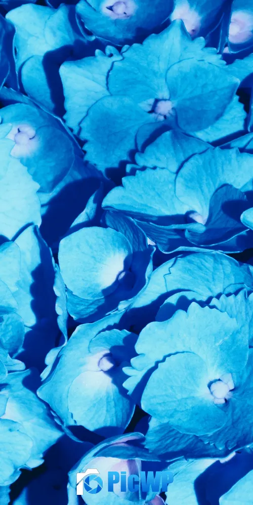 Hydrangea Flowers 3K Mobile Wallpaper