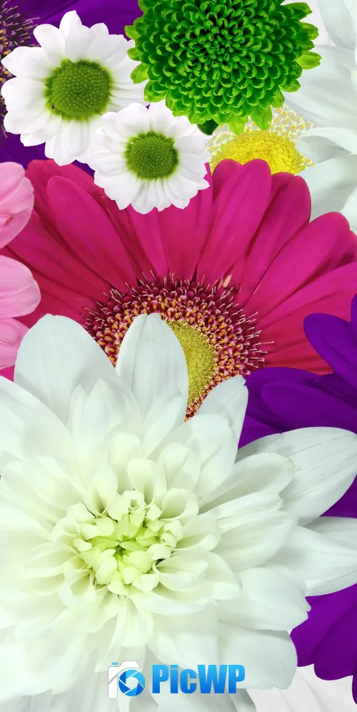 Colorful flowers Daisies 3K Mobile Wallpaper