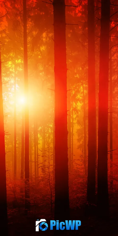 Dark Forest Sun light 3K Mobile Wallpaper