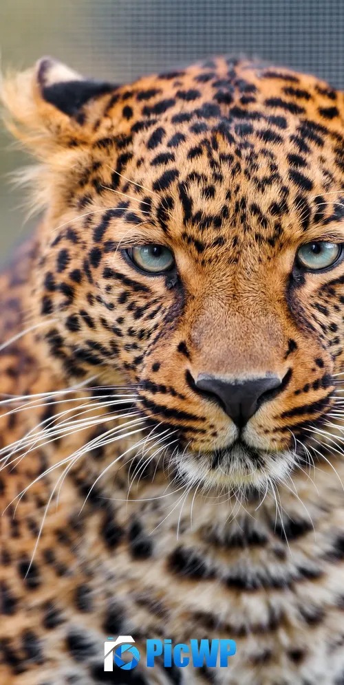 Leopard Closeup 3K Mobile Wallpaper