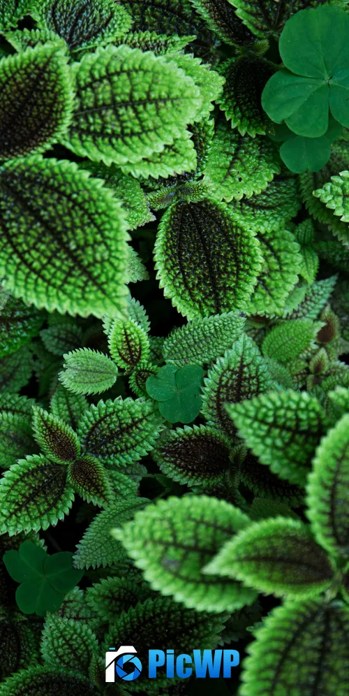 Green leaves Aesthetic 3K Mobile Wallpaper