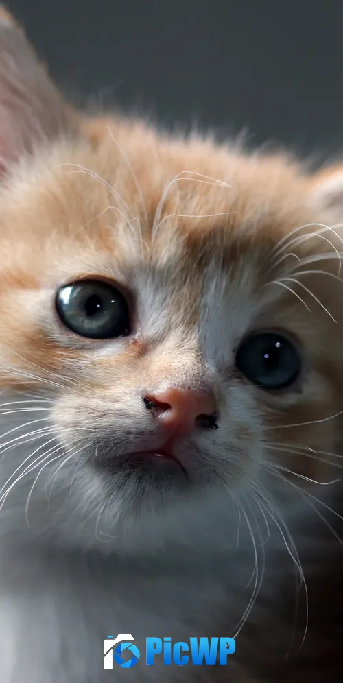 Cat Kitten 3K Mobile Wallpaper