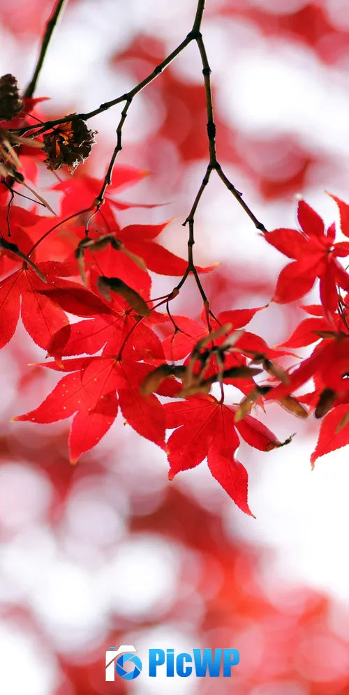 Red leaves Bokeh 3K Mobile Wallpaper