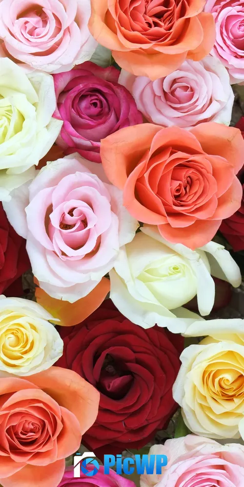 Rose flowers Multicolor 3K Mobile Wallpaper