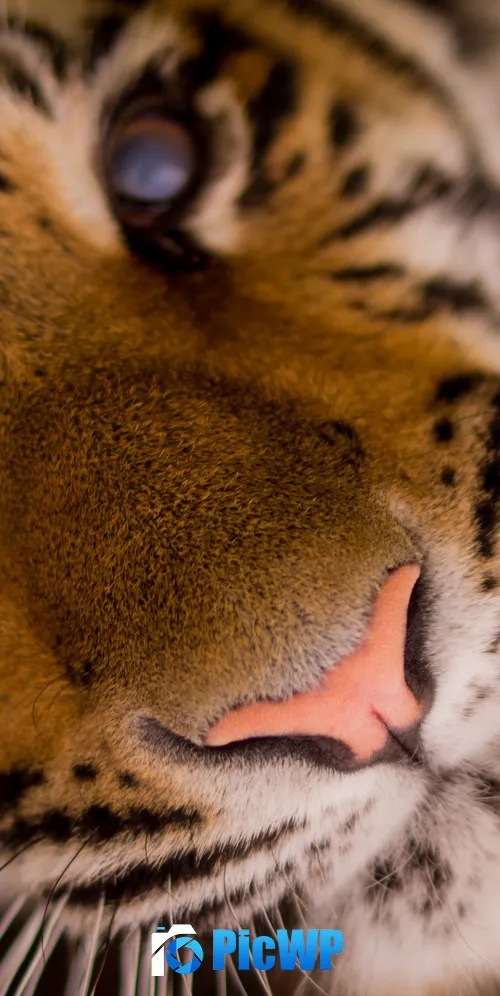 Close up of a Tiger's face 3K Mobile Wallpaper