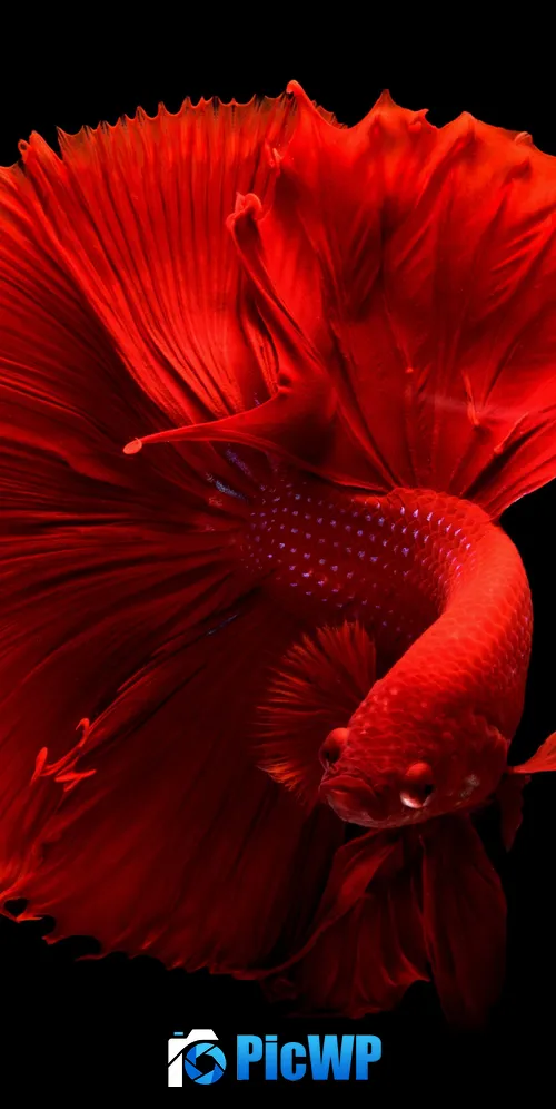 Red fish Underwater 3K Mobile Wallpaper