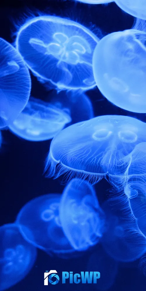 Blue Jellyfish Aquarium 3K Mobile Wallpaper