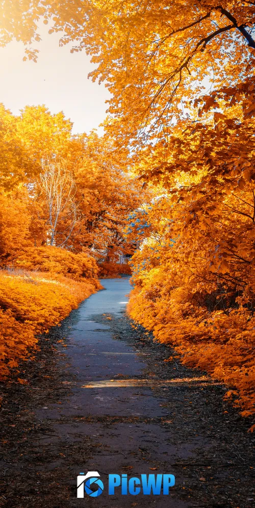 Maple trees Fall 3K Mobile Wallpaper