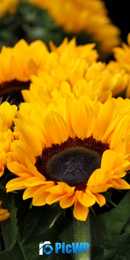 Spring Sunflowers 3K Mobile Wallpaper