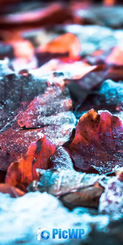 Autumn leaves Snow 3K Mobile Wallpaper