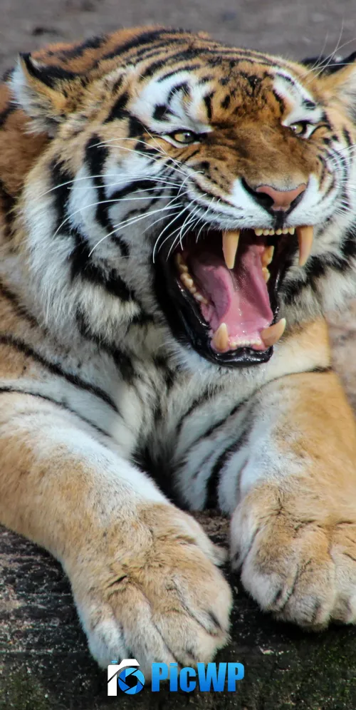 Tiger Roaring 3K Mobile Wallpaper