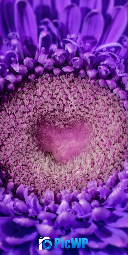 Gerbera flower Violet flowers 3K Mobile Wallpaper