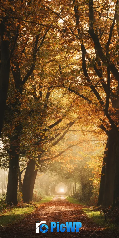 Autumn Foggy 3K Mobile Wallpaper
