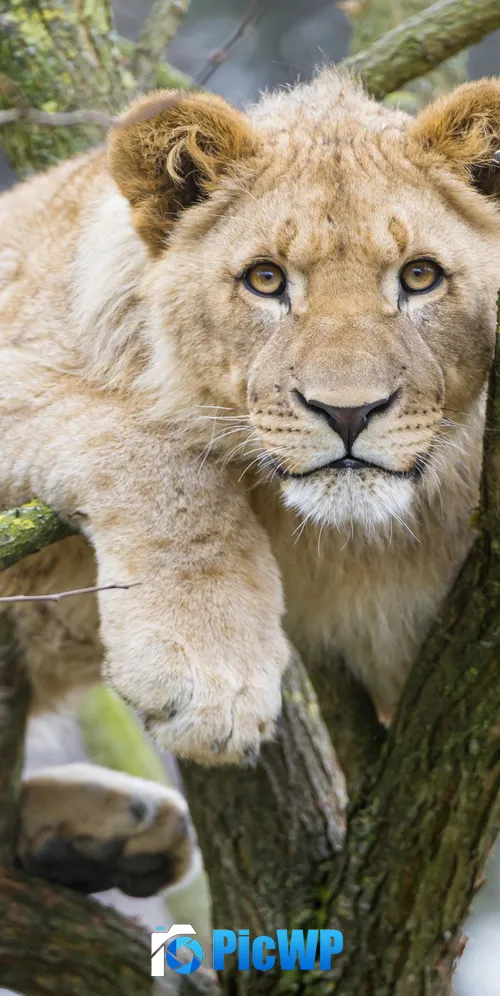 Young Lioness Cub 3K Mobile Wallpaper