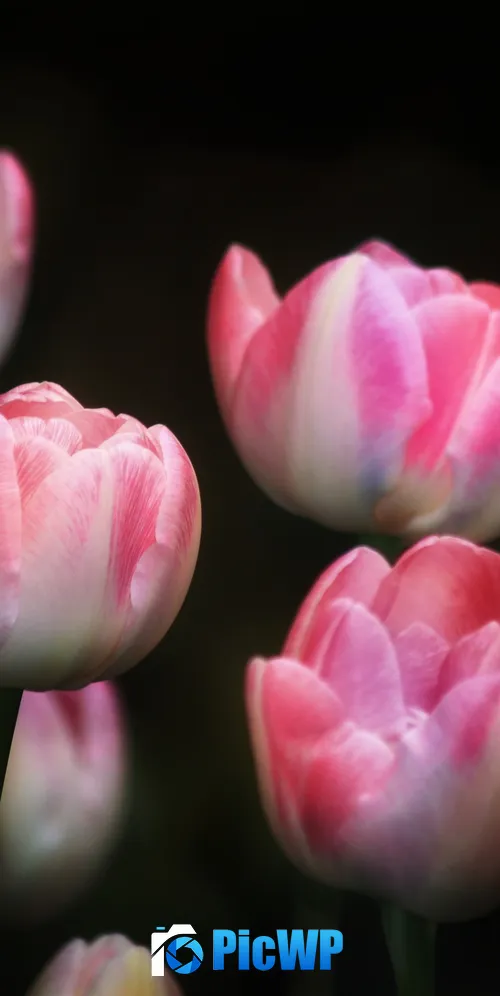 Tulips Pink flowers 3K Mobile Wallpaper