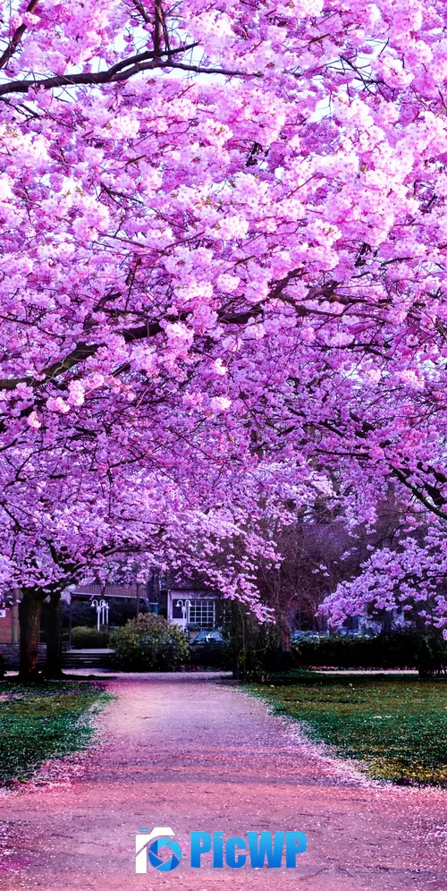 Cherry Blossom Trees Purple Flowers 3K Mobile Wallpaper