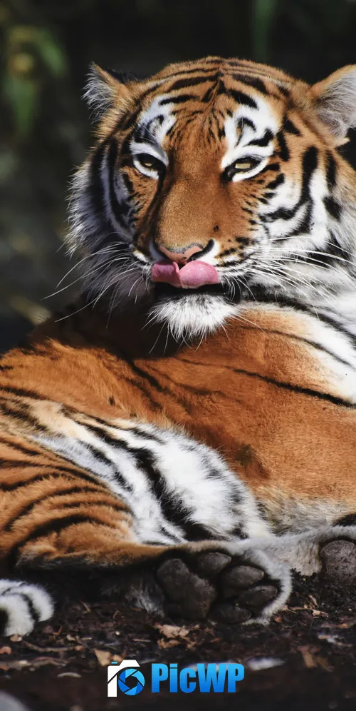 Siberian tiger Predator 3K Mobile Wallpaper
