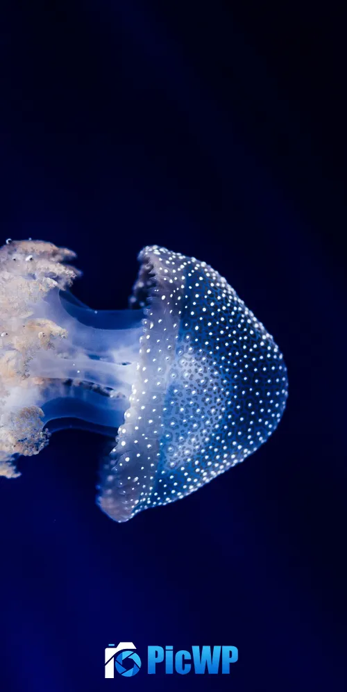 Jellyfish Blue background 3K Mobile Wallpaper