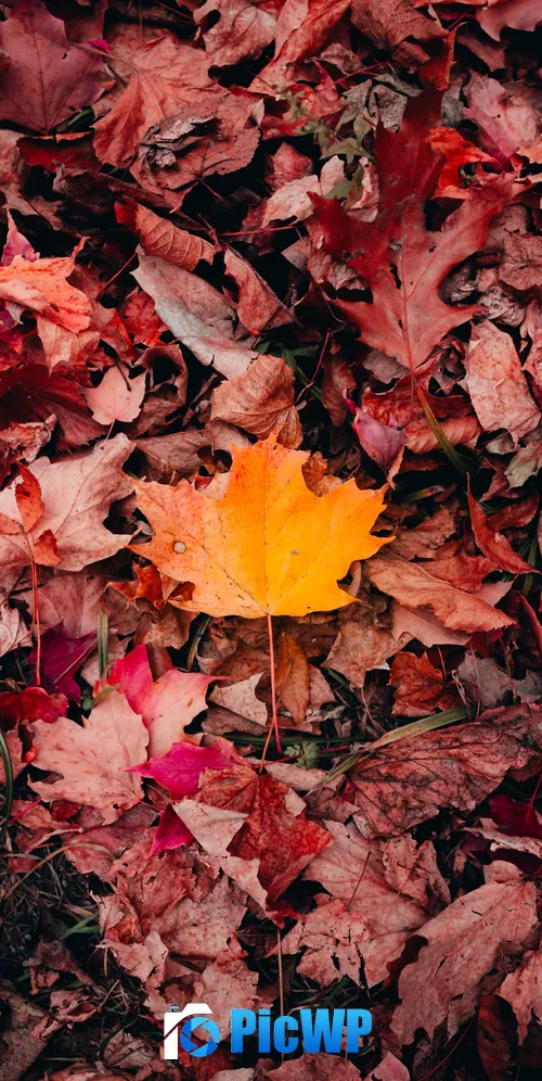 Maple leaves Autumn 3K Mobile Wallpaper