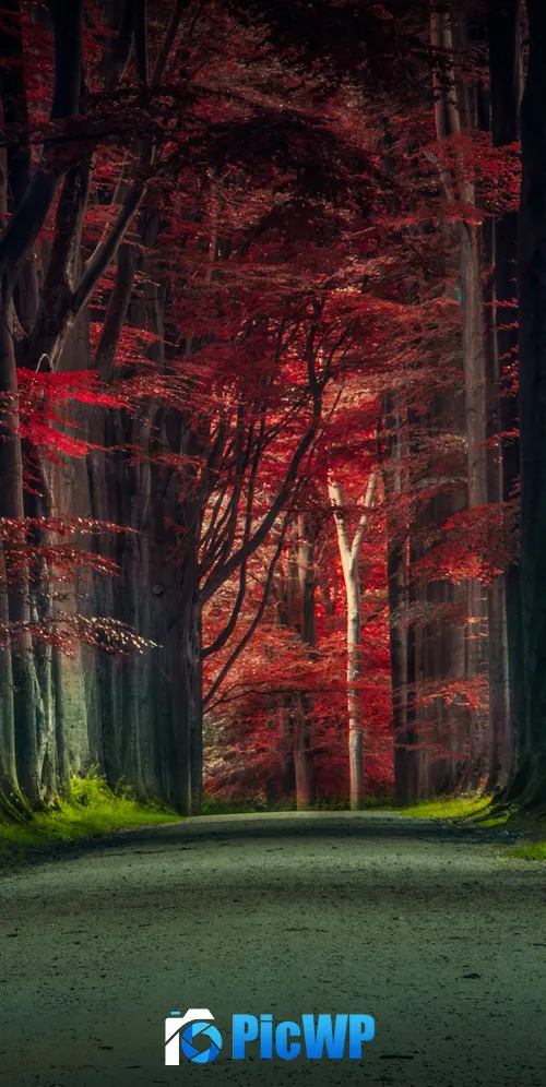 Forest Road Trees 3K Mobile Wallpaper