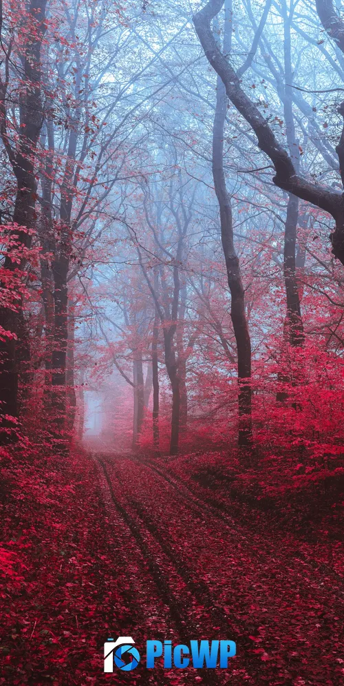 Maple trees Maple leaves 3K Mobile Wallpaper