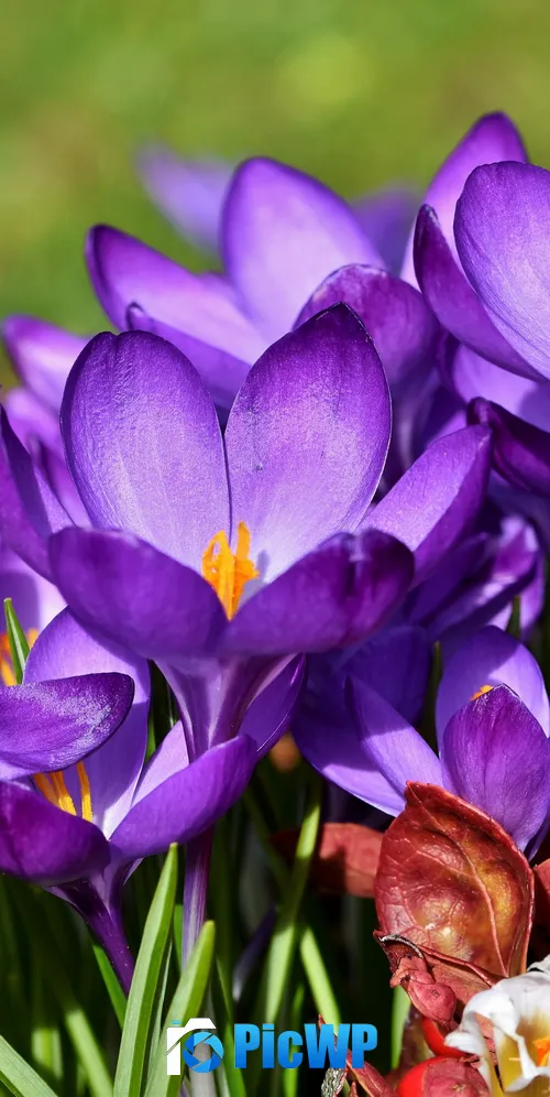 Crocus flowers Violet flowers 3K Mobile Wallpaper
