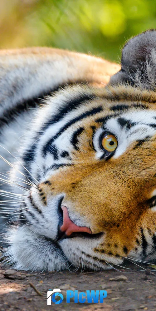 Bengal Tiger Wild 3K Mobile Wallpaper