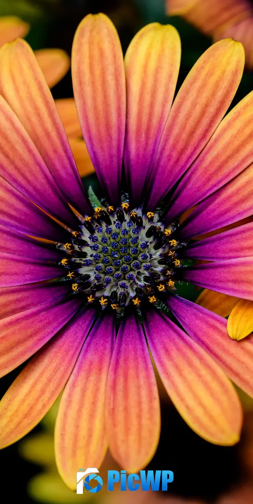 Daisy flowers Colorful flowers 3K Mobile Wallpaper