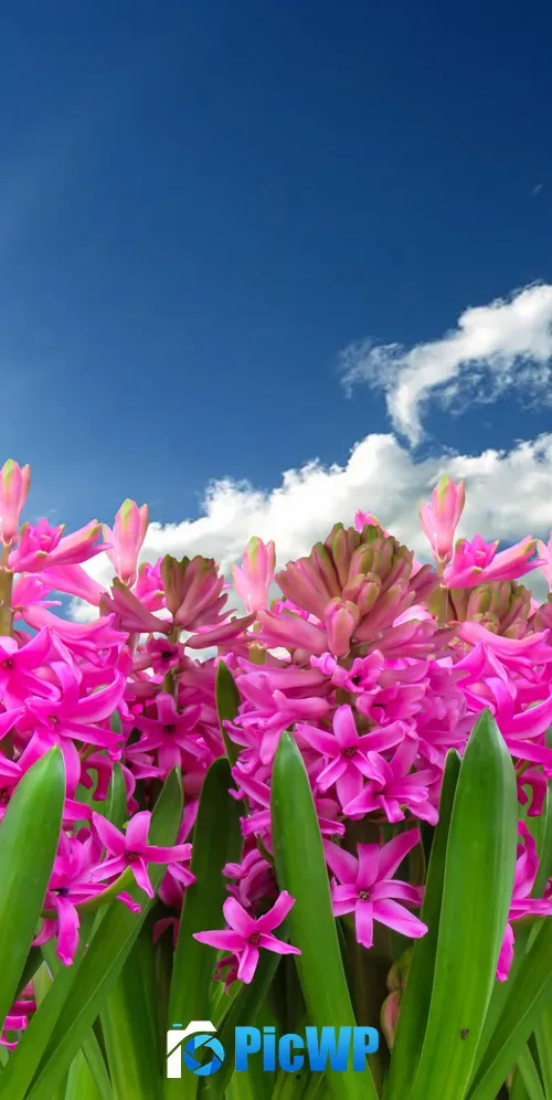 Pink flowers Hyacinth 3K Mobile Wallpaper