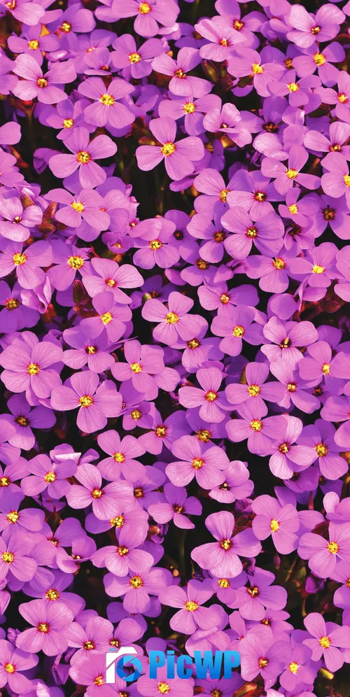 Aubrieta Flowers Beautiful 3K Mobile Wallpaper