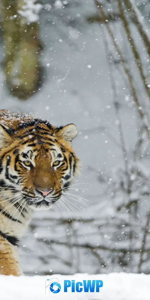 Siberian tiger Snowfall 3K Mobile Wallpaper