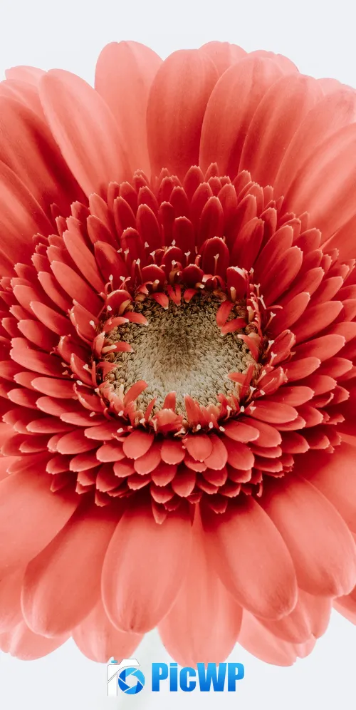 Gerbera Daisy Bloom 3K Mobile Wallpaper