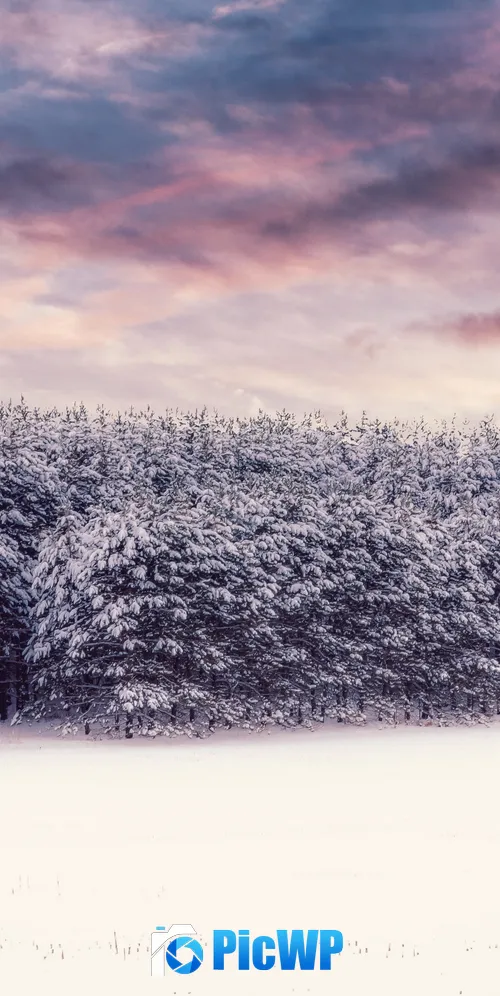 Snow covered Trees 3K Mobile Wallpaper