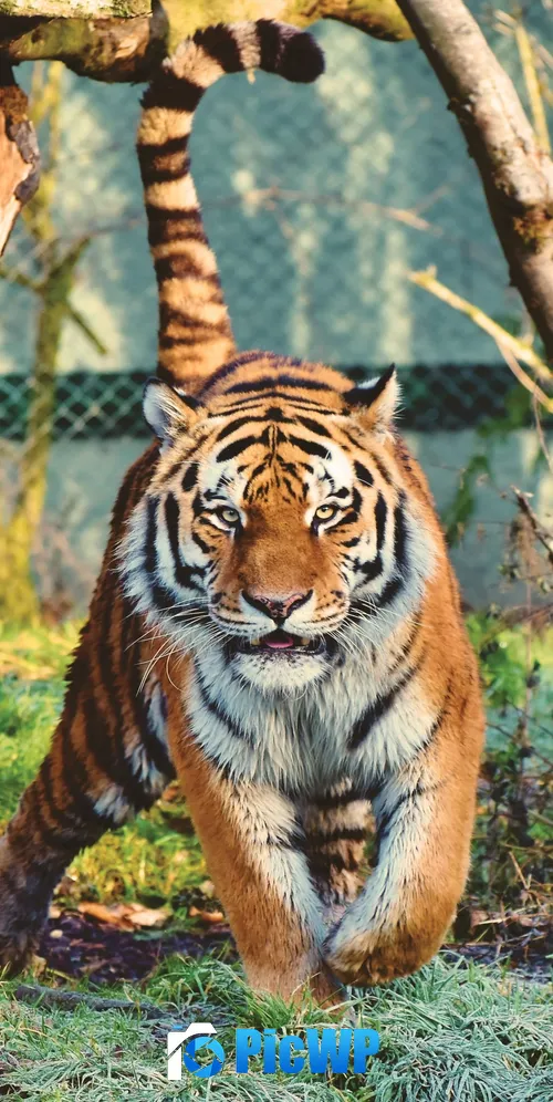 Siberian tiger Walking 3K Mobile Wallpaper