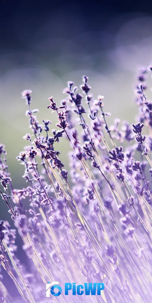 Lavender flowers Bokeh 3K Mobile Wallpaper