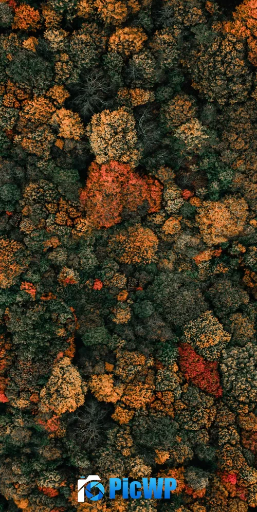 Autumn trees Drone photo 3K Mobile Wallpaper