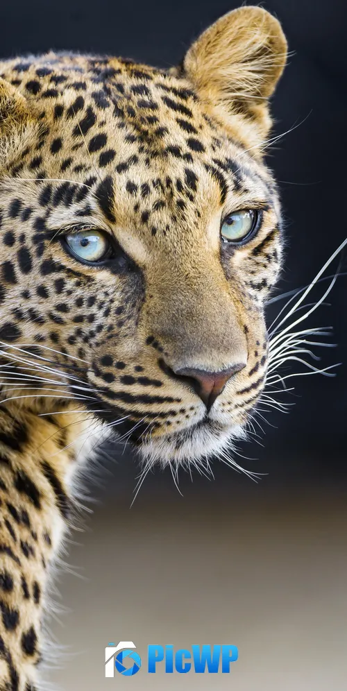 Leopardess Jaguar 3K Mobile Wallpaper