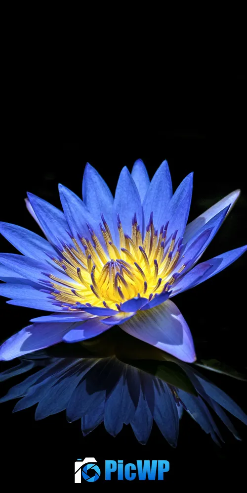 Water Lily Blue flower 3K Mobile Wallpaper