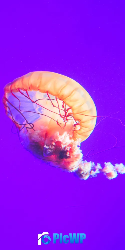 Jellyfish Purple background 3K Mobile Wallpaper