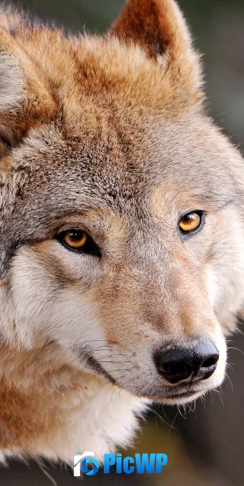 Wolf Wild animal 3K Mobile Wallpaper