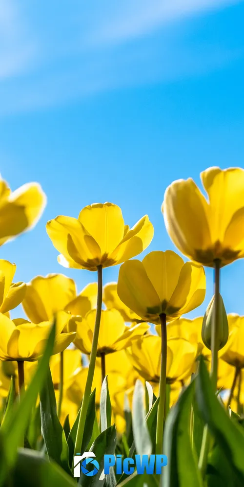 Tulips Yellow flowers 3K Mobile Wallpaper