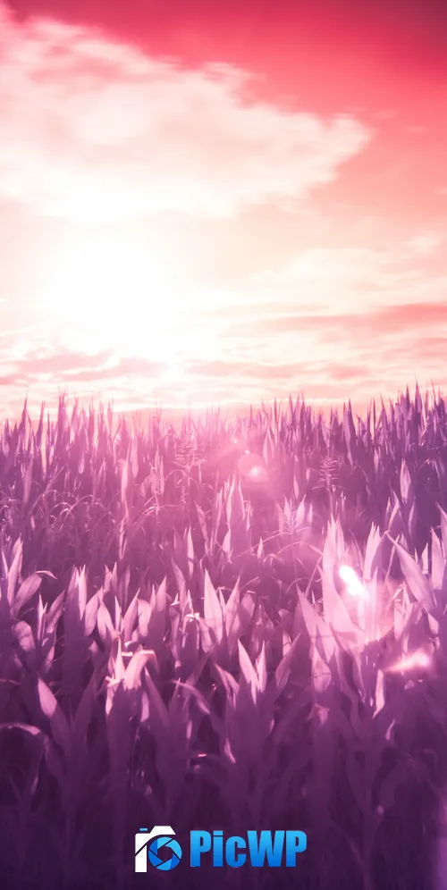 Sunrise Field 3K Mobile Wallpaper