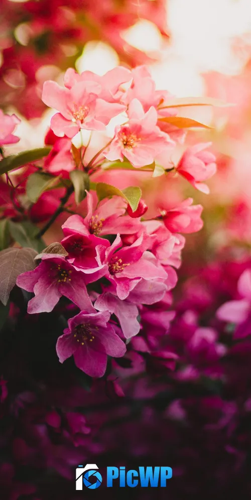Pink flowers Purple 3K Mobile Wallpaper
