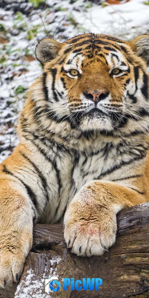 Siberian tiger Snow 3K Mobile Wallpaper